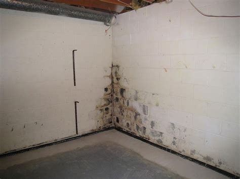 musty odor after mold removal